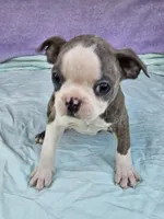 Liner, a female Boston Terrier for sale in Raleigh, NC – Photo 2 of 6