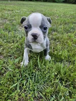 Blue, a male Boston Terrier for sale in Raleigh, NC – Photo 3 of 5
