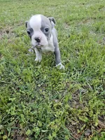 Blue, a male Boston Terrier for sale in Raleigh, NC – Photo 2 of 5