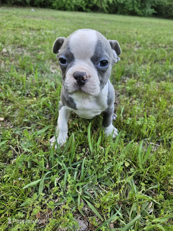 Blue – Boston Terrier puppy for sale in Raleigh, NC
