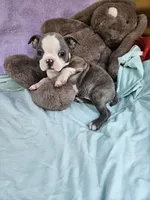 Liner, a female Boston Terrier for sale in Raleigh, NC – Photo 1 of 6