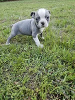 Blue, a male Boston Terrier for sale in Raleigh, NC – Photo 5 of 5