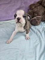 Liner, a female Boston Terrier for sale in Raleigh, NC – Photo 5 of 6