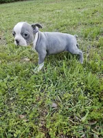 Blue, a male Boston Terrier for sale in Raleigh, NC – Photo 4 of 5