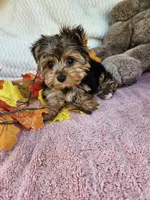 Benny baby, a male Yorkshire Terrier for sale in Raleigh, NC – 2 of 7