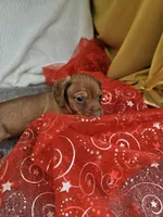 Tim, a male Miniature Dachshund for sale in Raleigh, NC – Photo 3 of 6