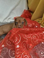 Tim, a male Miniature Dachshund for sale in Raleigh, NC – Photo 5 of 6