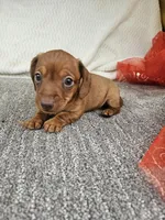 Tim, a male Miniature Dachshund for sale in Raleigh, NC – Photo 4 of 6