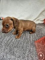 Tim, a male Miniature Dachshund for sale in Raleigh, NC – Photo 6 of 6