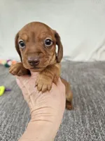 Tim, a male Miniature Dachshund for sale in Raleigh, NC – Photo 1 of 6