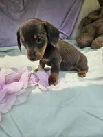 Penny, a male Miniature Dachshund for sale in Raleigh, NC – 3 of 5