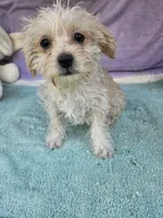Pam, a female Morkie for sale in Raleigh, NC – 5 of 5