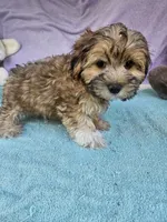 Terry, a male Morkie for sale in Raleigh, NC – 4 of 5
