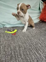 Tammy, a female Boston Terrier for sale in Raleigh, NC – Photo 1 of 5