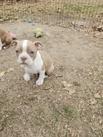 Tammy, a female Boston Terrier for sale in Raleigh, NC – Photo 3 of 5