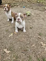 Tammy, a female Boston Terrier for sale in Raleigh, NC – Photo 4 of 5