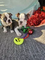 Della, a female Boston Terrier for sale in Raleigh, NC – Photo 4 of 4