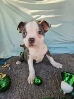 Della, a female Boston Terrier for sale in Raleigh, NC – Photo 3 of 4