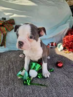 Della, a female Boston Terrier for sale in Raleigh, NC – Photo 2 of 4