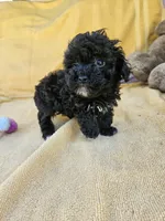 Wish, a female Maltipoo and Poodle - Toy  for sale in Raleigh, NC – 6 of 6