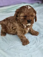 Lavender , a female Cavapoo for sale in Raleigh, NC – Photo 2 of 7