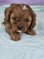 Lavender , a female Cavapoo for sale in Raleigh, NC – Photo 7 of 7