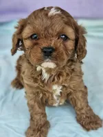 Lavender , a female Cavapoo for sale in Raleigh, NC – Photo 3 of 7
