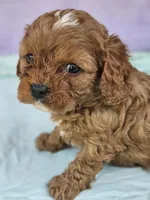 Lavender , a female Cavapoo for sale in Raleigh, NC – Photo 4 of 7