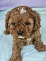 Lavender , a female Cavapoo for sale in Raleigh, NC – Photo 1 of 7