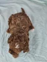 Lavender , a female Cavapoo for sale in Raleigh, NC – Photo 5 of 7