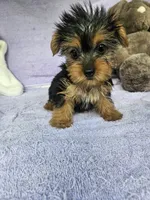 Lily, a female Yorkshire Terrier for sale in Raleigh, NC – Photo 5 of 5