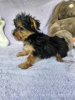 Lily, a female Yorkshire Terrier for sale in Raleigh, NC – Photo 4 of 5