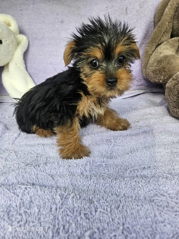 Lily – Yorkshire Terrier puppy for sale in Raleigh, NC