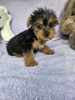 Lily, a female Yorkshire Terrier for sale in Raleigh, NC – Photo 1 of 5