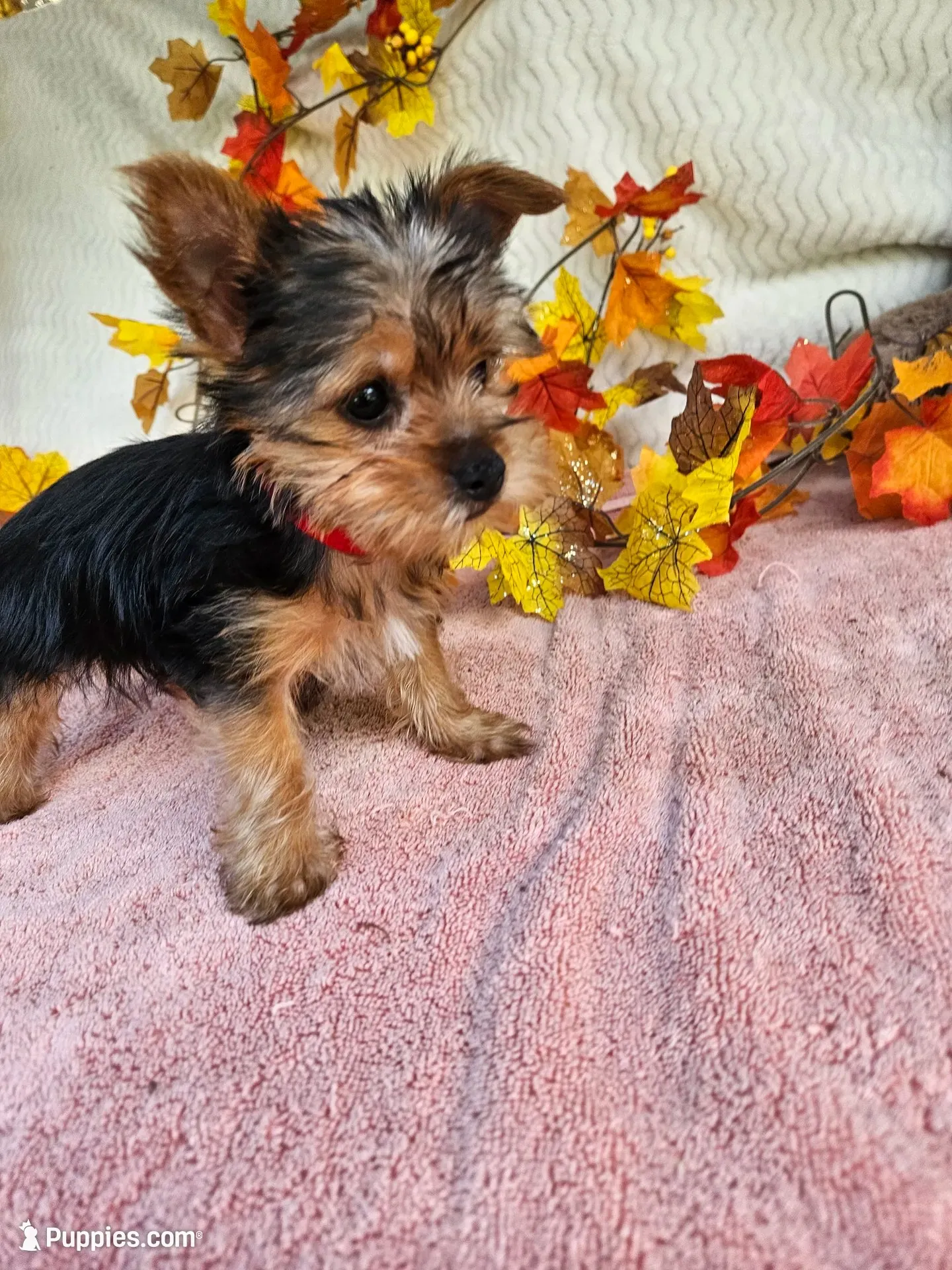 Circle, a male Yorkshire Terrier for sale in Raleigh, NC – 1 of 8