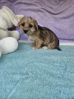 Timothy , a male Morkie for sale in Raleigh, NC – 3 of 6
