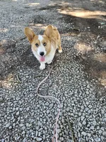 Pup, a male Pembroke Welsh Corgi for sale in Raleigh, NC – 7 of 8