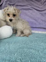 Benny, a male Morkie for sale in Raleigh, NC – 5 of 5