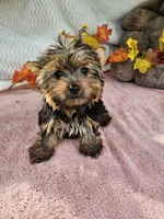 Sugar, a female Yorkshire Terrier for sale in Raleigh, NC – 2 of 6