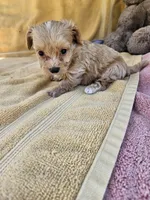 Stone, a male Maltipoo for sale in Raleigh, NC – 7 of 8