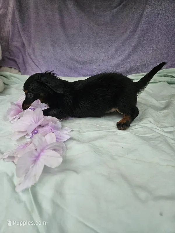 Quarter  – Miniature Dachshund puppy for sale in Raleigh, NC