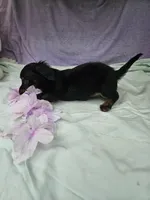 Quarter , a female Miniature Dachshund for sale in Raleigh, NC – 1 of 6