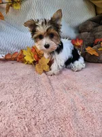 Tri, a male Yorkshire Terrier for sale in Raleigh, NC – 4 of 6