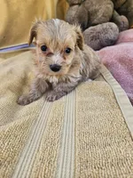 Stone, a male Maltipoo for sale in Raleigh, NC – 6 of 8