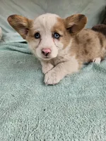 Batter , a female Pembroke Welsh Corgi for sale in Raleigh, NC – Photo 2 of 7
