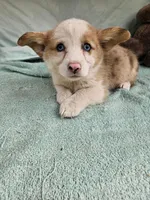 Batter , a female Pembroke Welsh Corgi for sale in Raleigh, NC – Photo 4 of 7