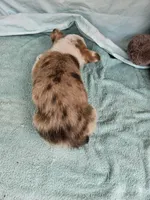 Batter , a female Pembroke Welsh Corgi for sale in Raleigh, NC – Photo 6 of 7