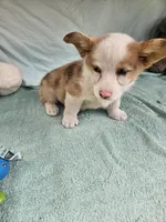 Batter , a female Pembroke Welsh Corgi for sale in Raleigh, NC – Photo 7 of 7