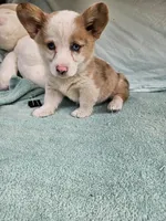 Batter , a female Pembroke Welsh Corgi for sale in Raleigh, NC – Photo 3 of 7
