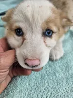 Batter , a female Pembroke Welsh Corgi for sale in Raleigh, NC – Photo 1 of 7